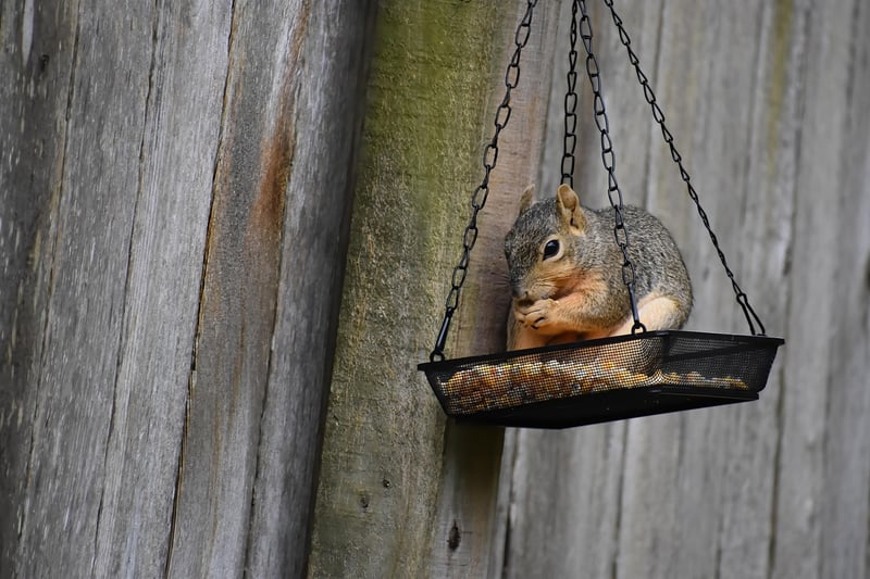 Upcycled Bird Feeder